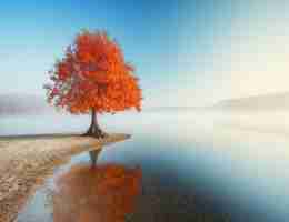 内‍容‍分​发﻿平‍台‌分​析‍怎​么‌写​